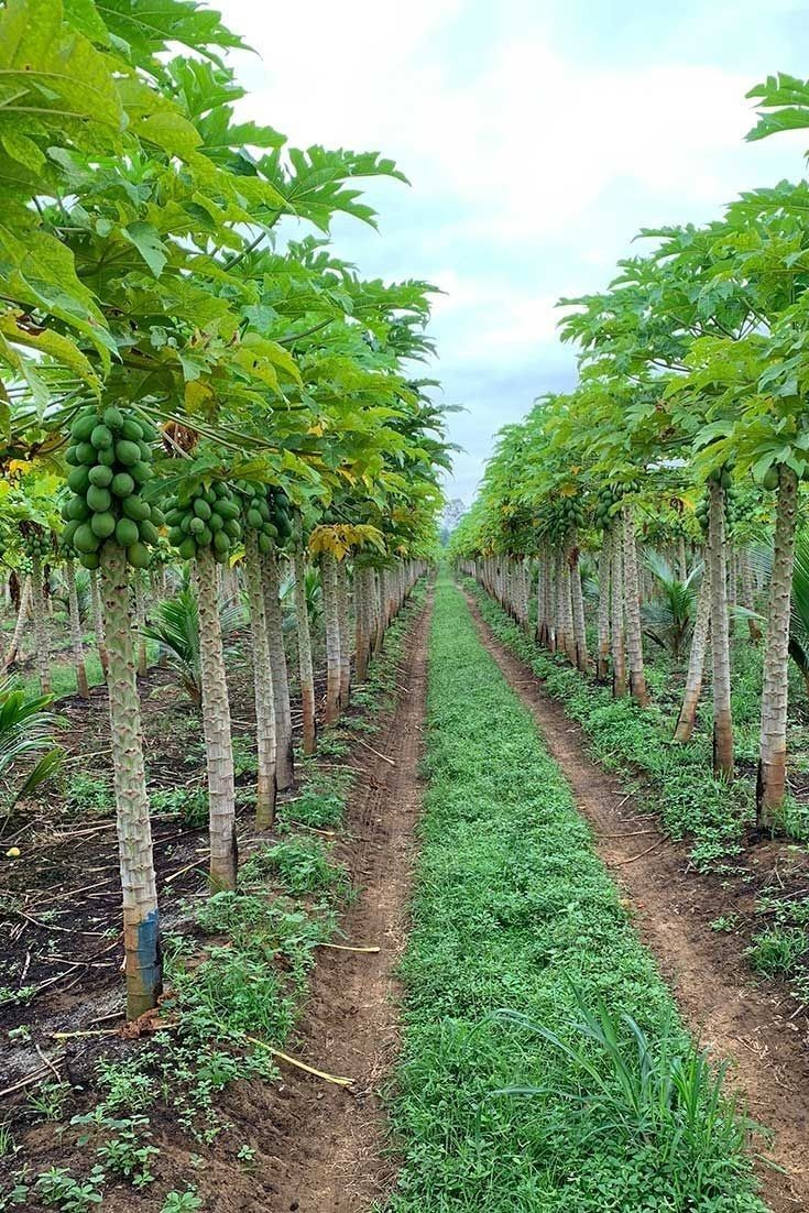 Horticulture Farming