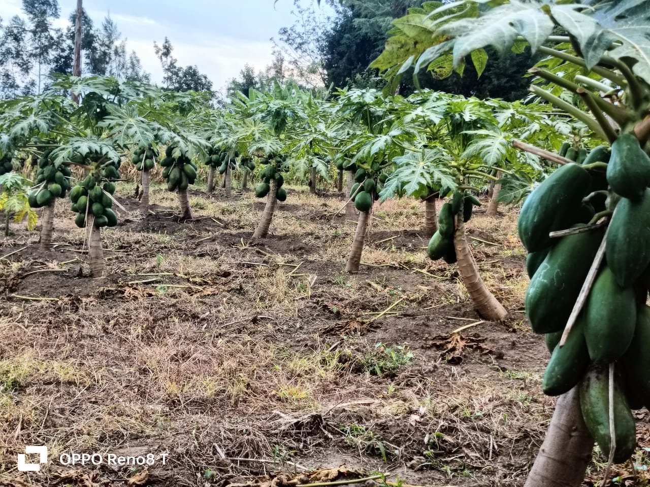 Farming